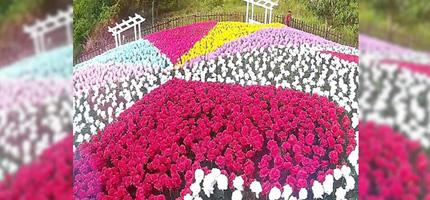 mothers day new 430x200